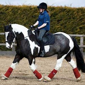 Amanda Brewer, British Dressage Accredited Trainer